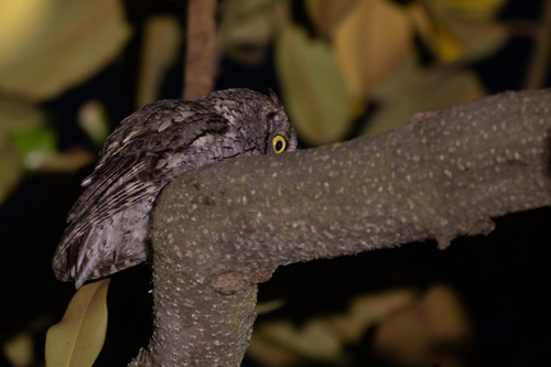 View observation of {o.common_name} on iNaturalist