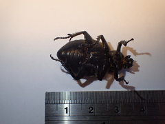 Osmoderma eremicola