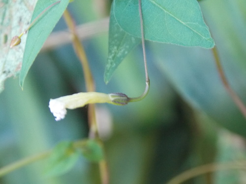 Image of Ipomoea aristolochiifolia by (c) Guillermo Huerta Ramos, some rights reserved (CC BY)