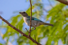 Thraupis glaucocolpa