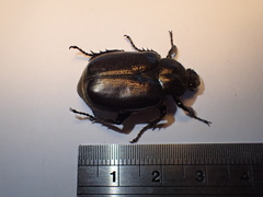 Osmoderma eremicola