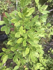 Myricaceae