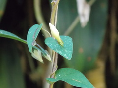 Image of Ipomoea aristolochiifolia