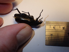 Osmoderma eremicola