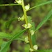 Marsh Mermaidweed - Photo (c) Brian Popelier, some rights reserved (CC BY-NC), uploaded by Brian Popelier
