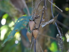 Ipomoea aristolochiifolia