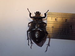 Osmoderma eremicola