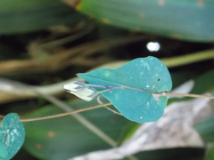 Ipomoea aristolochiifolia