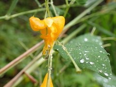 Impatiens ecornuta