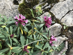 Daphne striata
