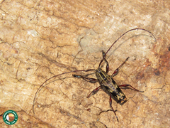Colobothea schmidtii