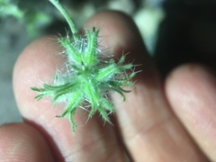 Cryptantha nevadensis