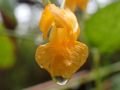 Impatiens ecornuta