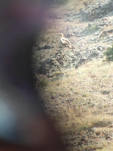 Egyptian Vulture