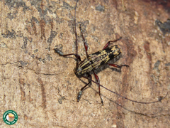 Colobothea schmidtii