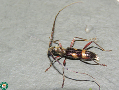 Compsibidion cleophile
