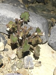 Phacelia rotundifolia