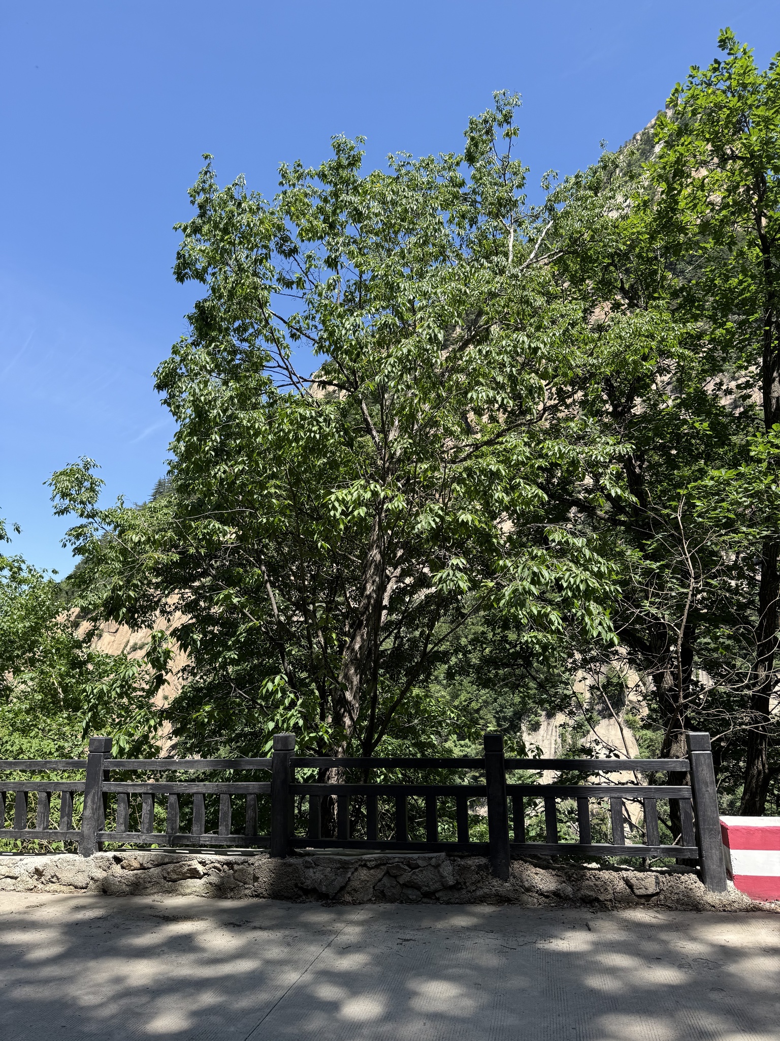 Japanese Hop-Hornbeam (Ostrya japonica)
