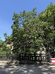 Ostrya japonica