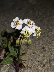 Chylismia claviformis integrior