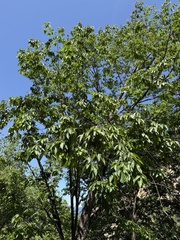 Ostrya japonica, photograph (c) Jane Charlen, some rights reserved (CC BY)