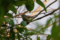 Nesotriccus incomtus