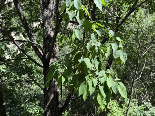 Ostrya japonica, photograph 3