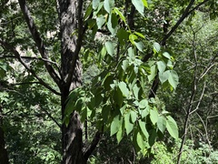 Ostrya japonica, photograph (c) Jane Charlen, some rights reserved (CC BY)