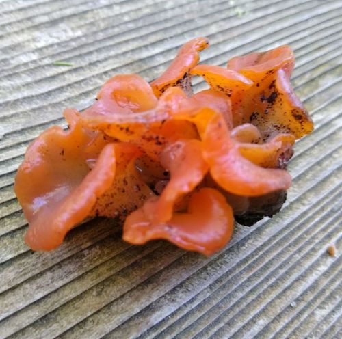 Guepinia helvelloides — no rights reserved