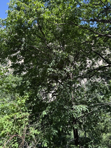 Ostrya japonica, photograph 4