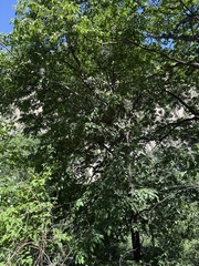 Ostrya japonica, photograph (c) Jane Charlen, some rights reserved (CC BY)