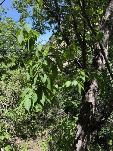 Ostrya japonica, photograph 5
