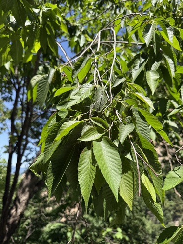 Ostrya japonica, photograph 6
