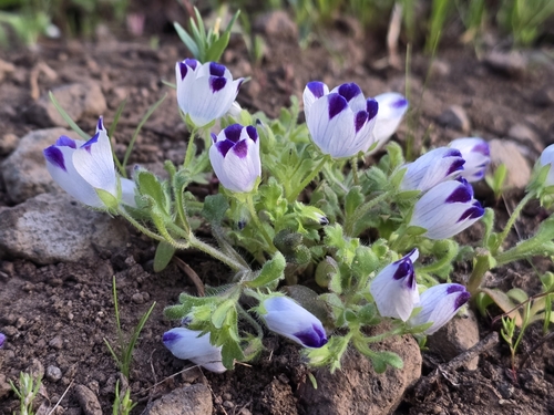 Nemophila maculata