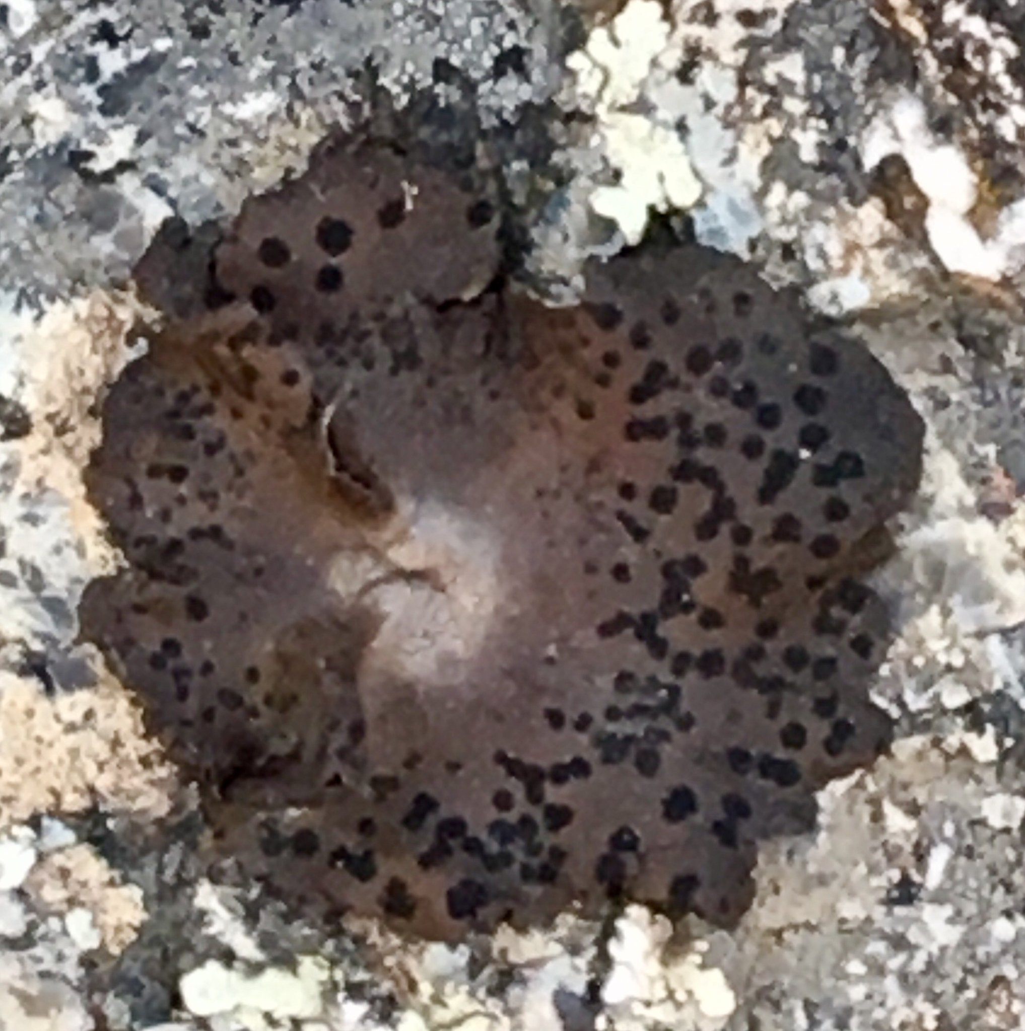 Umbilicariaceae image