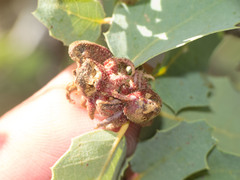 Disholcaspis pedunculoides