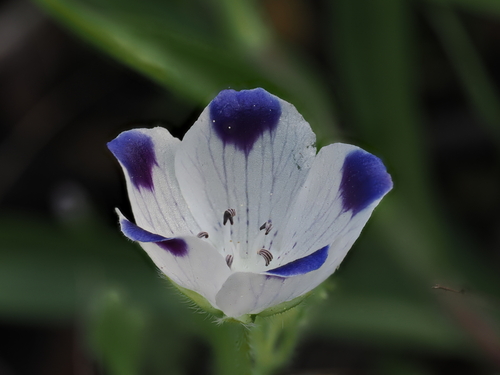 Nemophila maculata