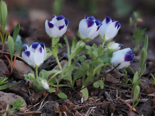 Nemophila maculata