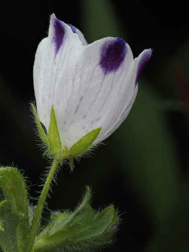 Nemophila maculata