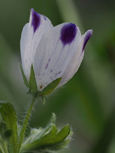 Nemophila maculata