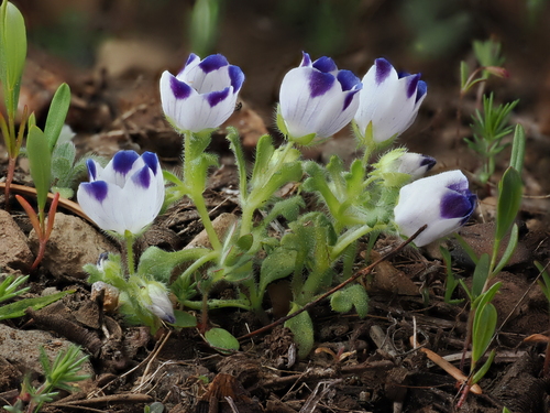 Nemophila maculata