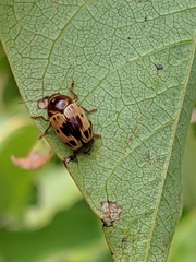 Cryptocephalus mutabilis