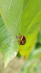 Cryptocephalus mutabilis