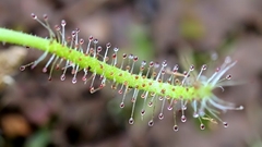 Drosera indica