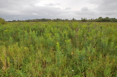 Euphorbia lucida