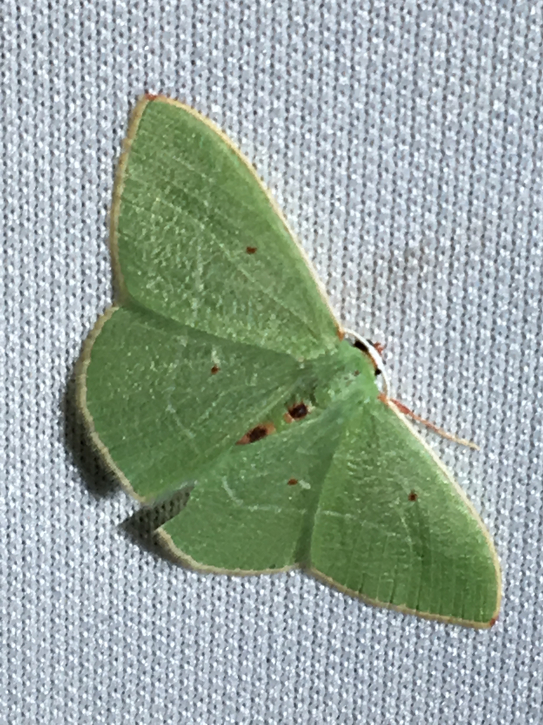 Columbian Emerald