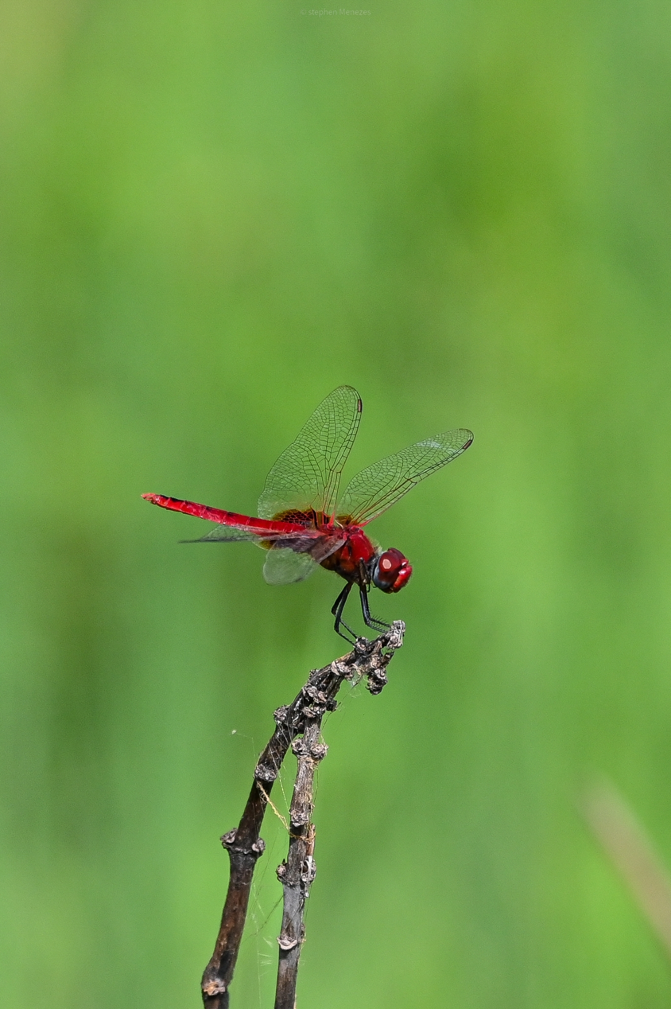 Greater Crimson Glider
