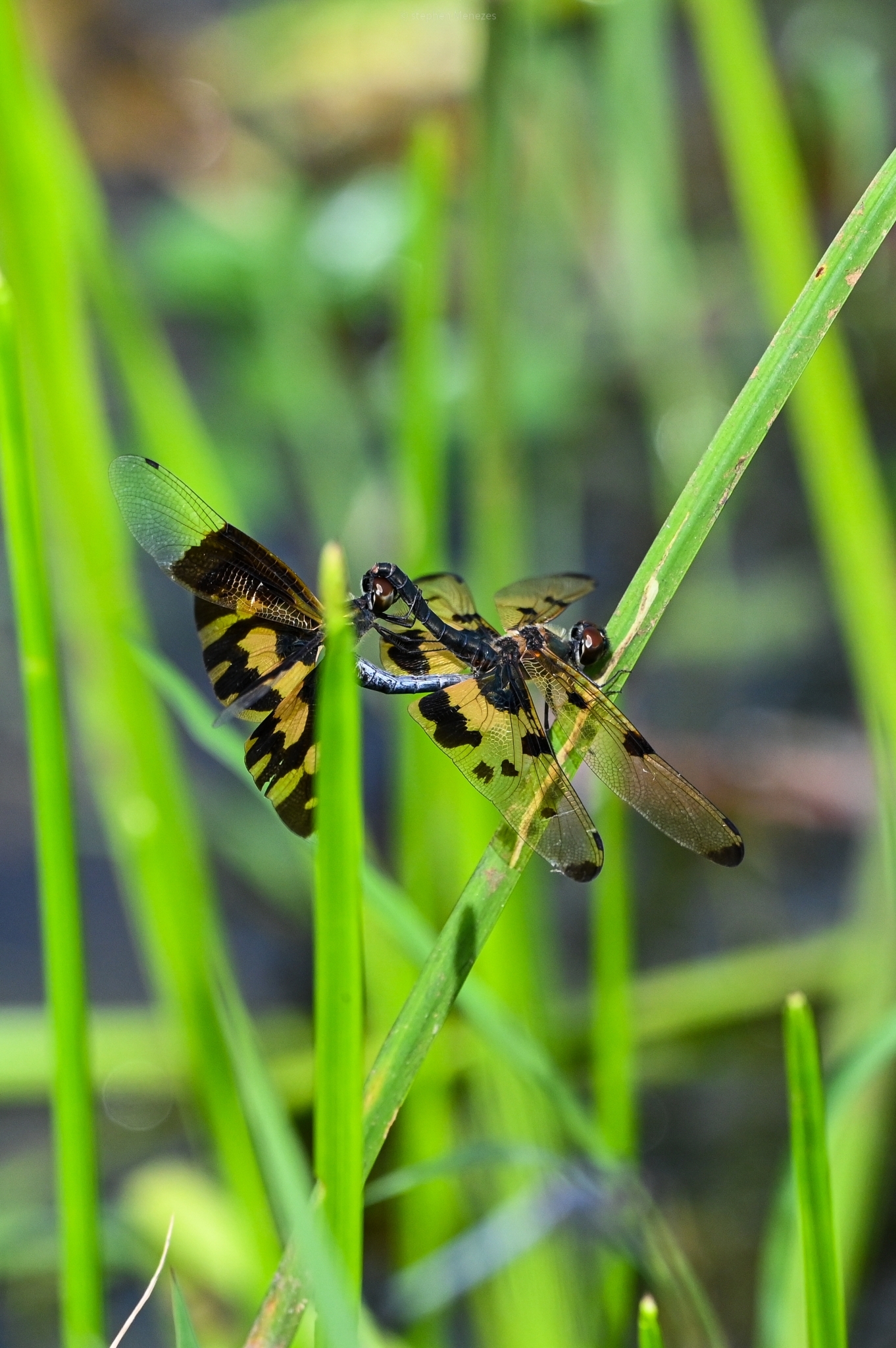 Common Picture Wing