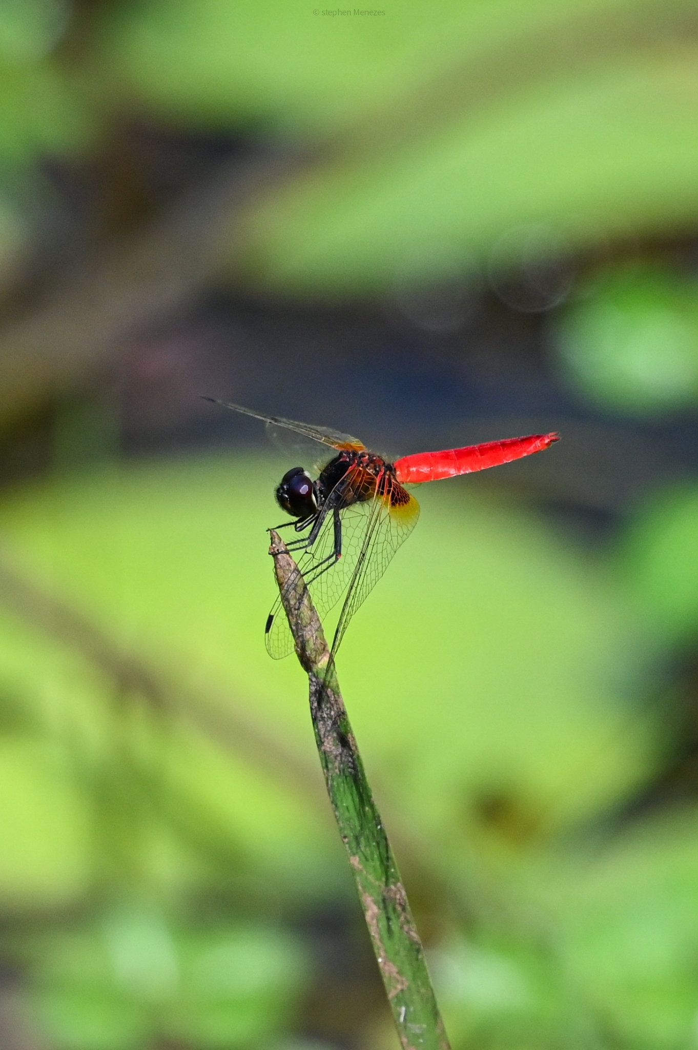 Scarlet Marsh Hawk
