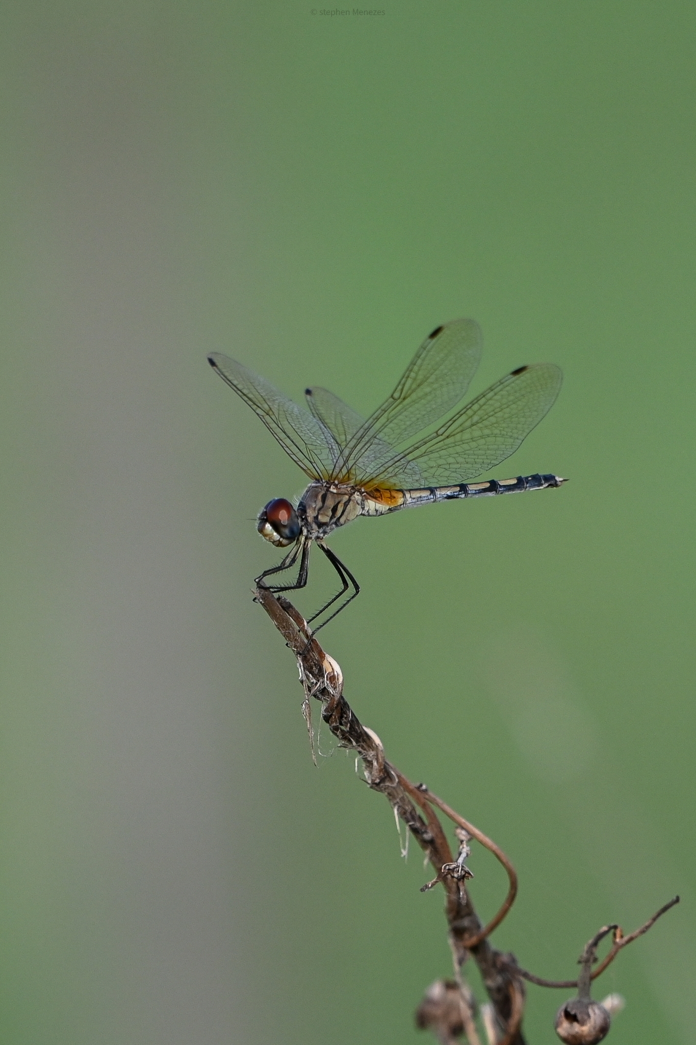 Long-Legged Marsh Glider